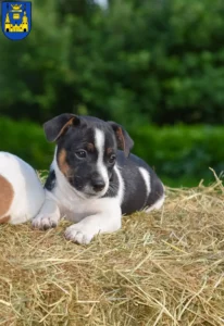 Mehr über den Artikel erfahren Jack Russell Züchter und Welpen in Mettmann