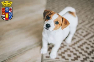 Mehr über den Artikel erfahren Jack Russell Züchter und Welpen in Mülheim an der Ruhr