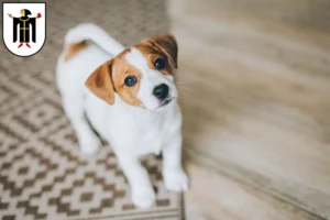 Mehr über den Artikel erfahren Jack Russell Züchter und Welpen in München