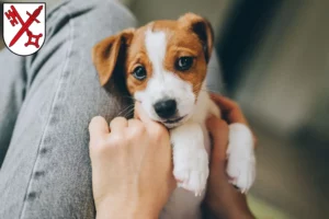 Mehr über den Artikel erfahren Jack Russell Züchter und Welpen in Naumburg (Saale)