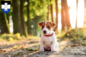 Mehr über den Artikel erfahren Jack Russell Züchter und Welpen in Neu-Ulm