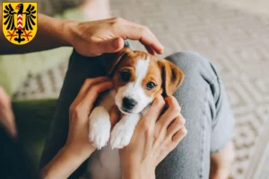 Mehr über den Artikel erfahren Jack Russell Züchter und Welpen in Neuenburg