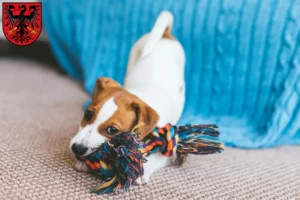 Mehr über den Artikel erfahren Jack Russell Züchter und Welpen in Neumarkt in der Oberpfalz