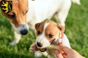 Mehr über den Artikel erfahren Jack Russell Züchter und Welpen in Neustadt an der Weinstraße