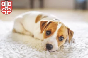 Mehr über den Artikel erfahren Jack Russell Züchter und Welpen in Nidwalden