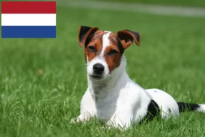 Mehr über den Artikel erfahren Jack Russell Züchter und Welpen in den Niederlanden