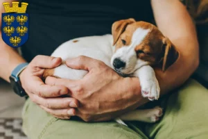 Mehr über den Artikel erfahren Jack Russell Züchter und Welpen in Niederösterreich