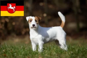 Mehr über den Artikel erfahren Jack Russell Züchter und Welpen in Niedersachsen