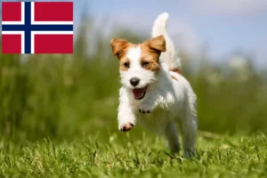 Mehr über den Artikel erfahren Jack Russell Züchter und Welpen in Norwegen