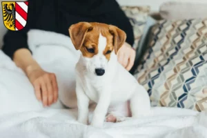 Mehr über den Artikel erfahren Jack Russell Züchter und Welpen in Nürnberg