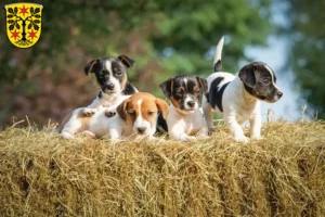 Mehr über den Artikel erfahren Jack Russell Züchter und Welpen im Odenwald