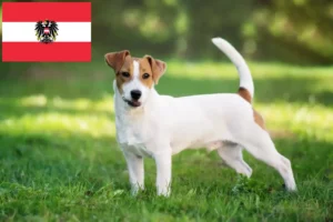 Mehr über den Artikel erfahren Jack Russell Züchter und Welpen in Österreich