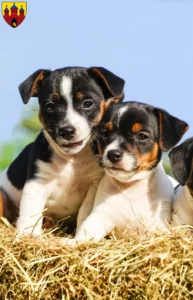 Mehr über den Artikel erfahren Jack Russell Züchter und Welpen in Oldenburg