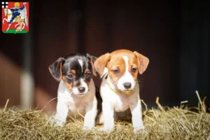 Mehr über den Artikel erfahren Jack Russell Züchter und Welpen in Olpe