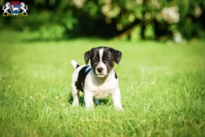 Mehr über den Artikel erfahren Jack Russell Züchter und Welpen in Osterholz-Scharmbeck