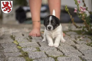 Mehr über den Artikel erfahren Jack Russell Züchter und Welpen in Passau