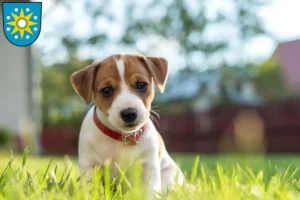 Mehr über den Artikel erfahren Jack Russell Züchter und Welpen in Perleberg