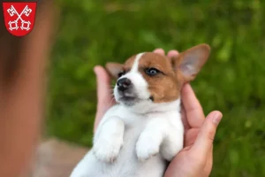 Mehr über den Artikel erfahren Jack Russell Züchter und Welpen in Regensburg