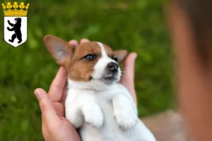 Mehr über den Artikel erfahren Jack Russell Züchter und Welpen in Reinickendorf