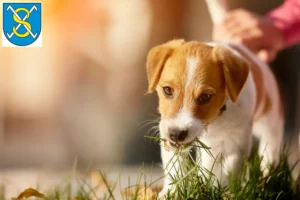 Mehr über den Artikel erfahren Jack Russell Züchter und Welpen in Sangerhausen