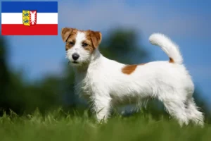 Mehr über den Artikel erfahren Jack Russell Züchter und Welpen in Schleswig-Holstein