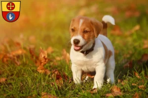 Mehr über den Artikel erfahren Jack Russell Züchter und Welpen in Schwäbisch Hall