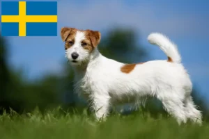 Mehr über den Artikel erfahren Jack Russell Züchter und Welpen in Schweden