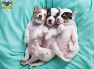 Mehr über den Artikel erfahren Jack Russell Züchter und Welpen in Stade