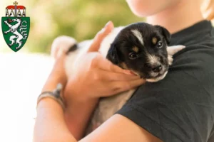 Mehr über den Artikel erfahren Jack Russell Züchter und Welpen in der Steiermark