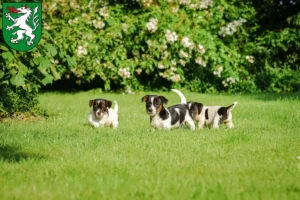 Mehr über den Artikel erfahren Jack Russell Züchter und Welpen in Steyr