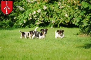 Mehr über den Artikel erfahren Jack Russell Züchter und Welpen in Stralsund