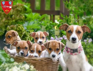 Mehr über den Artikel erfahren Jack Russell Züchter und Welpen in Straubing