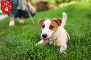 Mehr über den Artikel erfahren Jack Russell Züchter und Welpen in Tauberbischofsheim