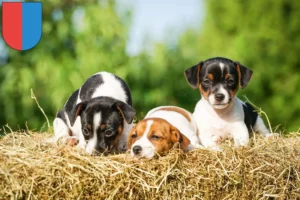 Mehr über den Artikel erfahren Jack Russell Züchter und Welpen im Tessin