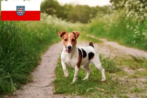 Mehr über den Artikel erfahren Jack Russell Züchter und Welpen in Thüringen