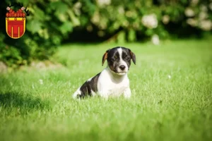 Mehr über den Artikel erfahren Jack Russell Züchter und Welpen in Tübingen