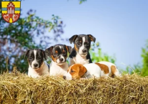 Mehr über den Artikel erfahren Jack Russell Züchter und Welpen in der Uckermark