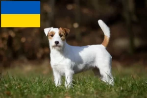 Mehr über den Artikel erfahren Jack Russell Züchter und Welpen in der Ukraine