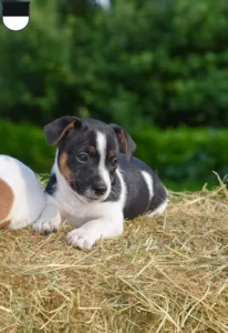 Mehr über den Artikel erfahren Jack Russell Züchter und Welpen in Ulm