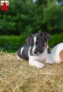 Mehr über den Artikel erfahren Jack Russell Züchter und Welpen in Unna