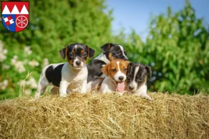 Mehr über den Artikel erfahren Jack Russell Züchter und Welpen in Unterfranken