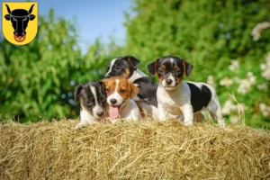 Mehr über den Artikel erfahren Jack Russell Züchter und Welpen in Uri