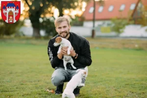 Mehr über den Artikel erfahren Jack Russell Züchter und Welpen in Vechta