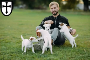 Mehr über den Artikel erfahren Jack Russell Züchter und Welpen in Verden (Aller)