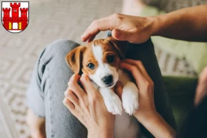 Mehr über den Artikel erfahren Jack Russell Züchter und Welpen in Weilheim in Oberbayern