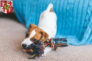 Mehr über den Artikel erfahren Jack Russell Züchter und Welpen in Weingarten