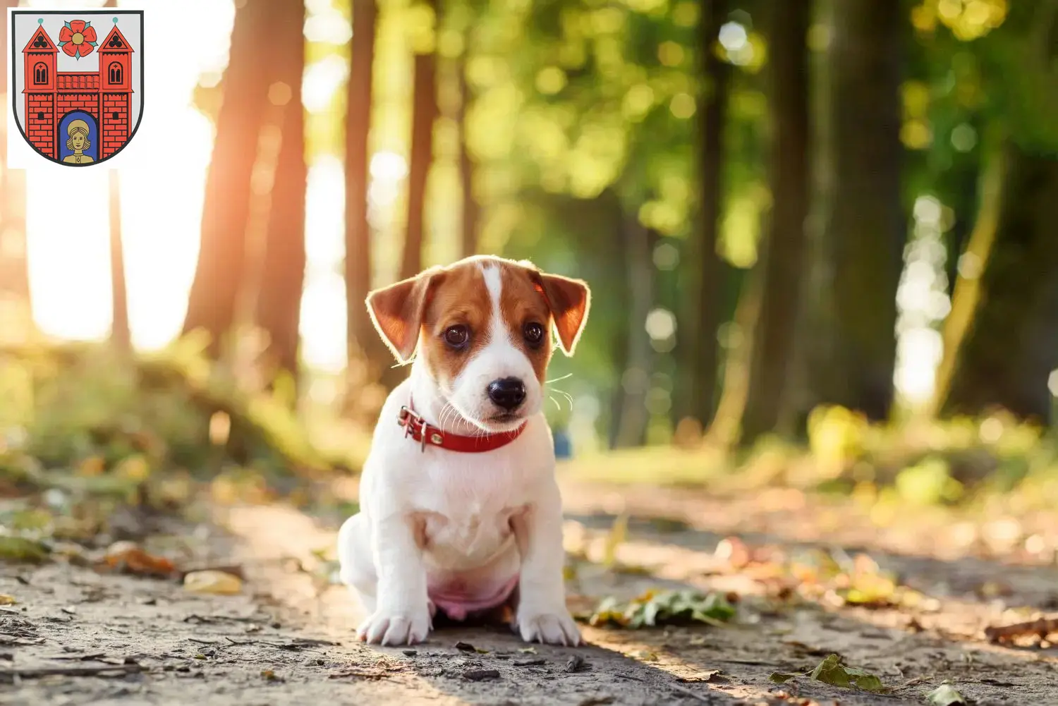 Mehr über den Artikel erfahren Jack Russell Züchter und Welpen in Wildeshausen