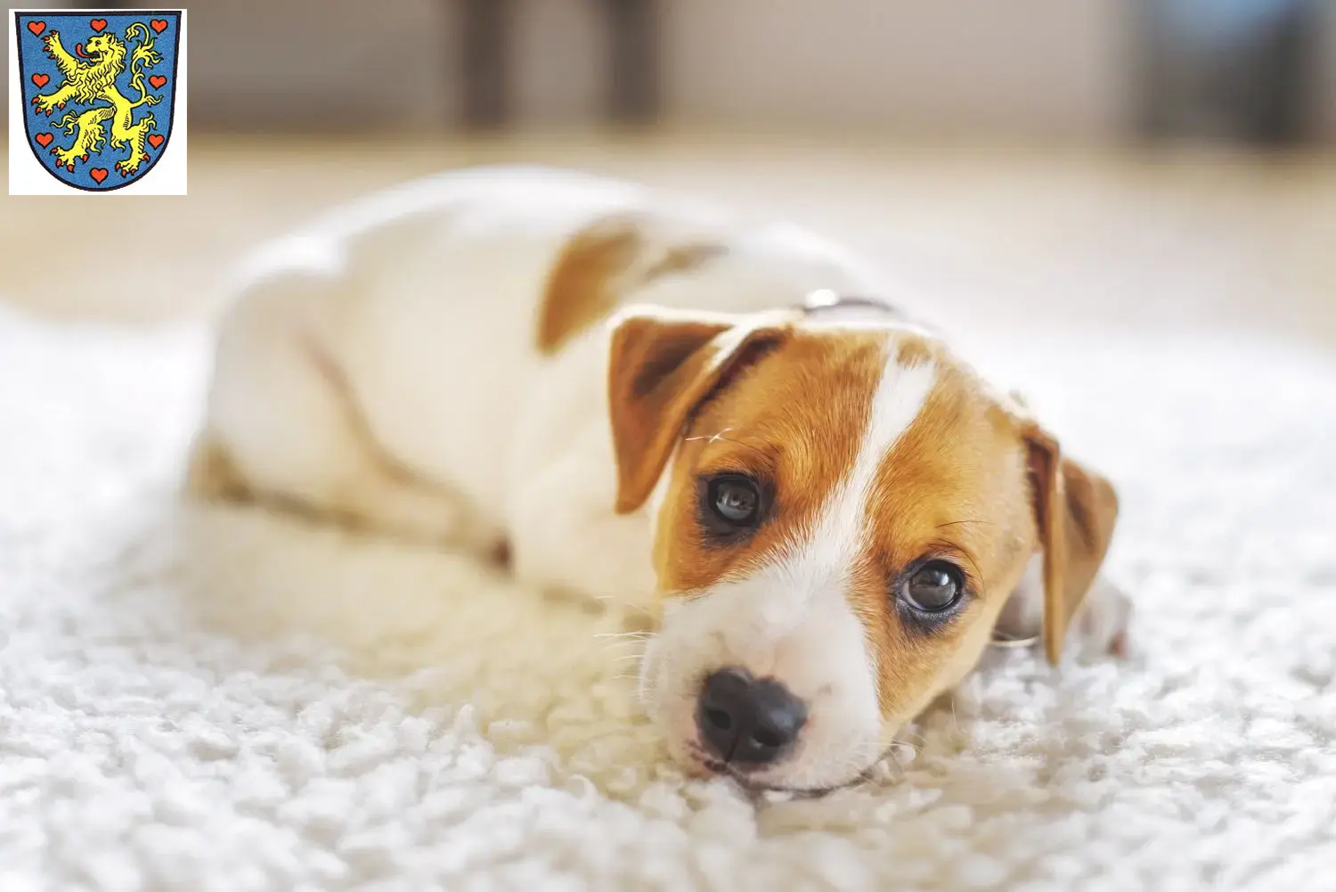 Mehr über den Artikel erfahren Jack Russell Züchter und Welpen in Winsen (Luhe)