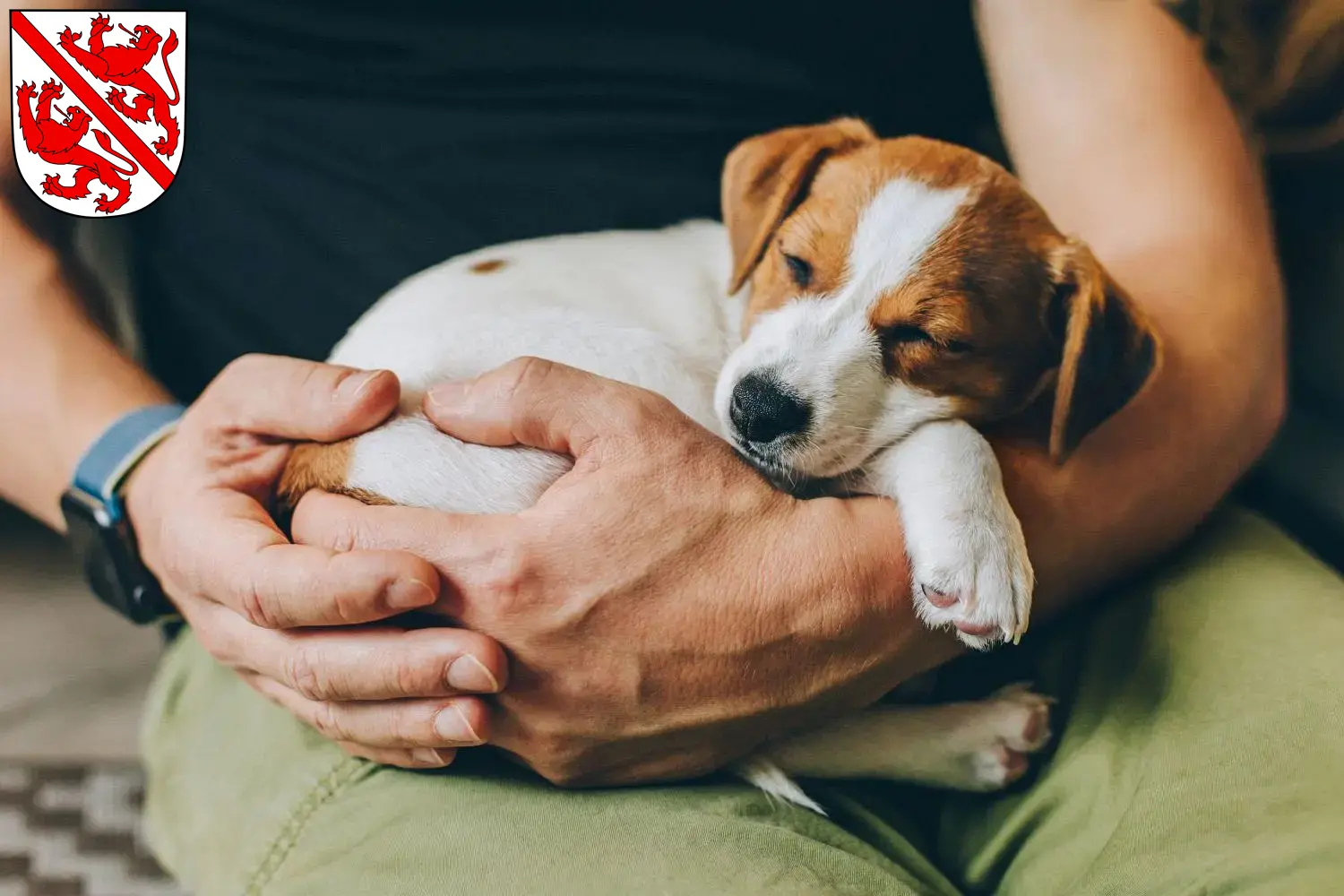 Mehr über den Artikel erfahren Jack Russell Züchter und Welpen in Winterthur