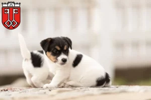 Mehr über den Artikel erfahren Jack Russell Züchter und Welpen in Wittlich